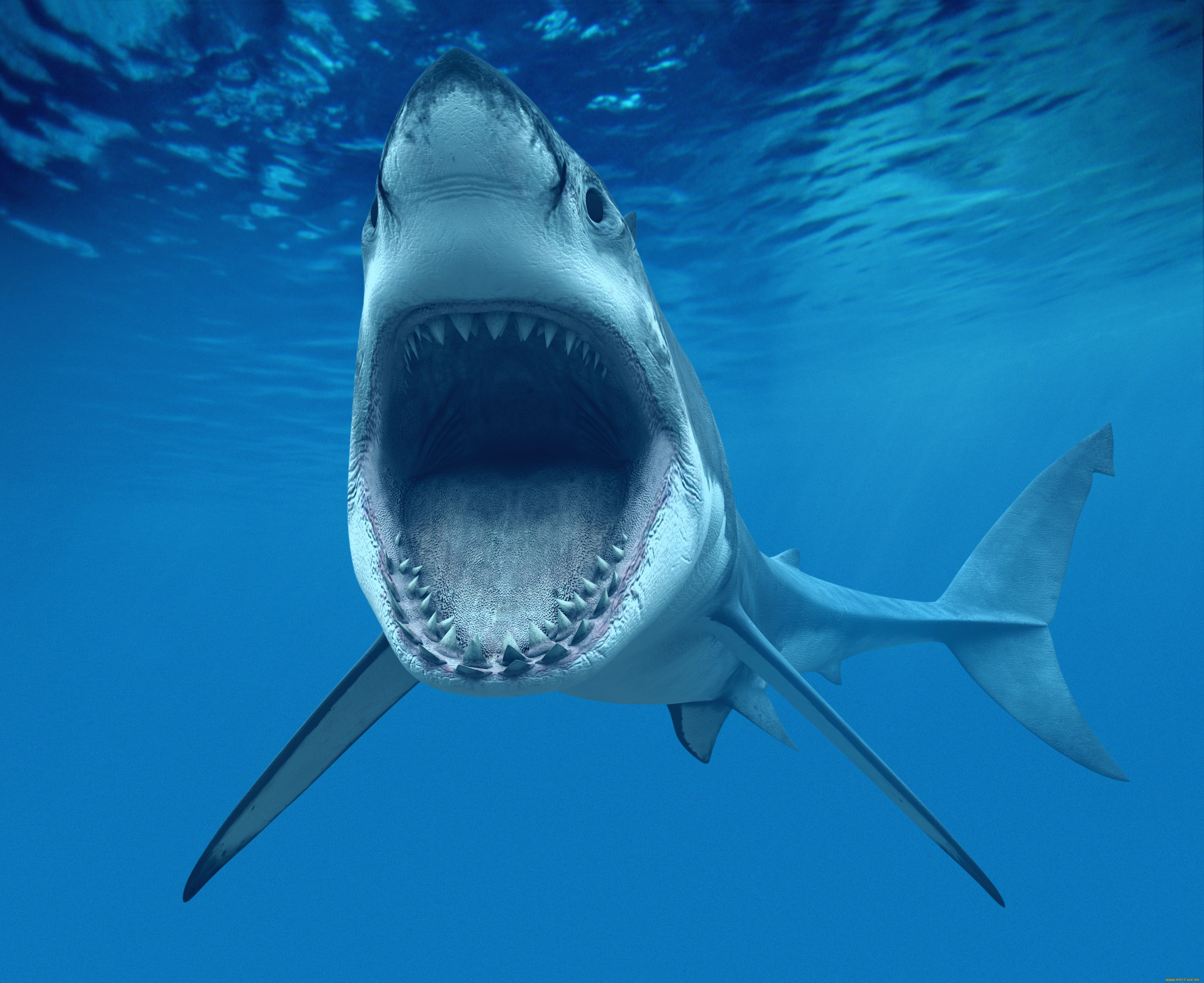Большая морская акула. Белая акула кархародон. Большая белая акула (Carcharodon carcharias). Акула тигровая Шарк.